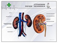 Стенд "Строение почки человека" - fgospostavki.ru - Донецк