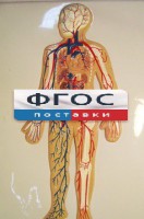 Модель барельефная "Кровеносная система человека" - fgospostavki.ru - Донецк