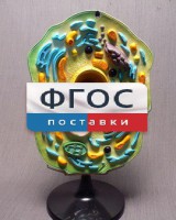 Модель "Клетка растения" - fgospostavki.ru - Донецк