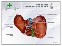 Стенд "Строение печени человека" - fgospostavki.ru - Донецк