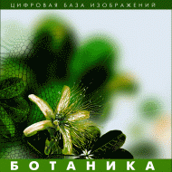 Ботаника. (Цифровая база изображений) - fgospostavki.ru - Донецк