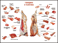 Таблица "Правила разделки мясных туш. Говядина и телятина" (100х140 сантиметров, винил) - fgospostavki.ru - Донецк