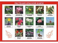 Таблица демонстрационная "Растения Красной книги" (винил 70*100) - fgospostavki.ru - Донецк