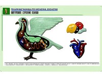 Рельефная таблица "Внутреннее строение голубя" (формат А1, матовое ламинирование) - fgospostavki.ru - Донецк