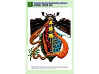 Рельефная таблица "Внутреннее строение жука" (формат А1, матовое ламинирование) - fgospostavki.ru - Донецк