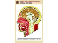 Рельефная таблица "Сагиттальный разрез головы" (формат А1, матовое ламинирование) - fgospostavki.ru - Донецк