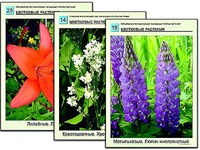 Гербарий фотографический "Основные группы растений" - fgospostavki.ru - Донецк