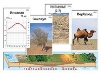 Модель-аппликация "Природные зоны" - fgospostavki.ru - Донецк