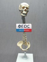 Модель "Позвоночник с черепом и тазом" - fgospostavki.ru - Донецк