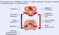 Интерактивные курсы. Биология 9 класс. Расширенный. - fgospostavki.ru - Донецк