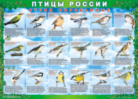 Комплект таблиц "Птицы России (4 листа)" (100х140 сантиметров, винил) - fgospostavki.ru - Донецк