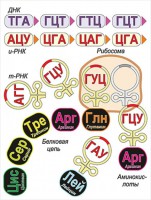 Модель-аппликация Биосинтез белка - fgospostavki.ru - Донецк
