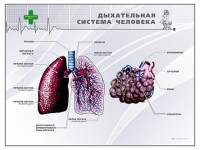 Стенд "Дыхательная система человека" - fgospostavki.ru - Донецк