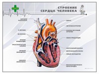 Стенд "Строение сердца человека" - fgospostavki.ru - Донецк