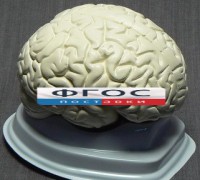 Модель "Мозг в разрезе" (белый) - fgospostavki.ru - Донецк