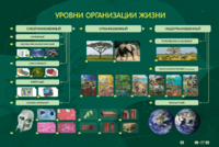 Электрифицированный стенд "Уровни организации жизни" - fgospostavki.ru - Донецк