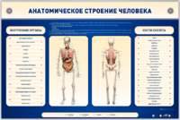 Электрифицированный стенд-тренажер c макетом скелета "Анатомическое строение человека" - fgospostavki.ru - Донецк