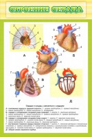 Стенд "Строение сердца" - fgospostavki.ru - Донецк