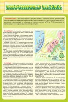 Стенд "Биосинтез белка" - fgospostavki.ru - Донецк
