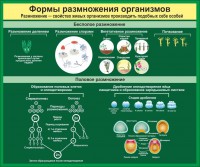 Стенд "Формы размножения организмов" - fgospostavki.ru - Донецк