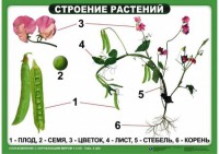 Комплект таблиц "Ознакомление с окружающим миром 1-4 класс" - fgospostavki.ru - Донецк
