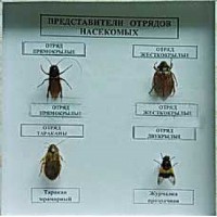 Коллекция энтомологическая "Представители отряда насекомых" - fgospostavki.ru - Донецк