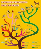 Стенд "Развитие животного мира на земле" - fgospostavki.ru - Донецк