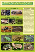 Стенд "Класс земноводные" - fgospostavki.ru - Донецк