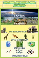 Стенд "Уровни организации живого" - fgospostavki.ru - Донецк