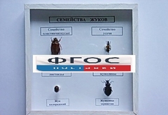 Коллекция "Семейство жуков" - fgospostavki.ru - Донецк