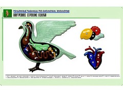 Рельефная таблица "Внутреннее строение голубя" (формат А1, матовое ламинирование) - fgospostavki.ru - Донецк