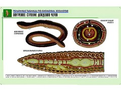 Рельефная таблица "Внутреннее строение дождевого червя" (формат А1, матовое ламинирование) - fgospostavki.ru - Донецк
