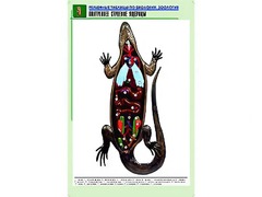 Рельефная таблица "Внутреннее строение ящерицы" (формат А1, матовое ламинирование) - fgospostavki.ru - Донецк