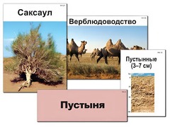 Модель-аппликация "Природные зоны России" (ламинированная) - fgospostavki.ru - Донецк