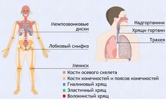 Интерактивные курсы. Биология 9 класс. Базовый. - fgospostavki.ru - Донецк