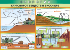 Таблица "Круговорот веществ в биосфере" (100х140 сантиметров, винил) - fgospostavki.ru - Донецк