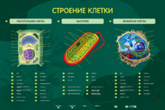 Электрифицированный стенд "Строение клетки" с маркерными полями - fgospostavki.ru - Донецк