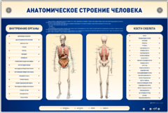 Электрифицированный стенд-тренажер c макетом скелета "Анатомическое строение человека" - fgospostavki.ru - Донецк