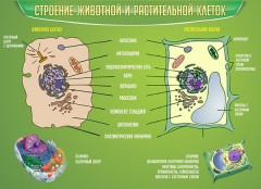  Биология - fgospostavki.ru - Донецк