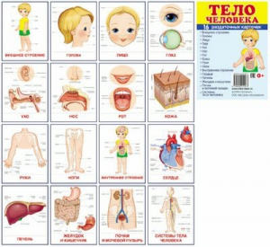 Раздаточные карточки "Тело человека" - fgospostavki.ru - Донецк