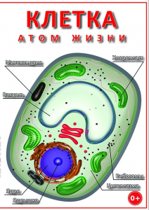 DVD "Клетка - "атом жизни" - fgospostavki.ru - Донецк