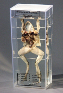 Влажный препарат "Внутреннее строение лягушки" - fgospostavki.ru - Донецк