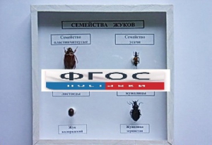 Коллекция "Семейство жуков" - fgospostavki.ru - Донецк