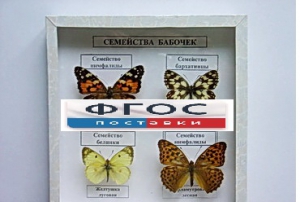 Коллекция "Семейство бабочек" - fgospostavki.ru - Донецк