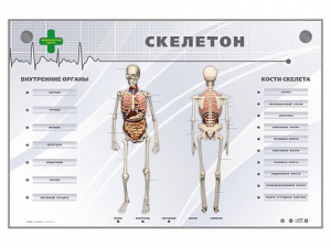 Электрифицированный стенд-тренажер "Скелетон" - fgospostavki.ru - Донецк
