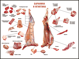 Таблица "Правила разделки мясных туш. Баранина и ягнятина" (100х140 сантиметров, винил) - fgospostavki.ru - Донецк