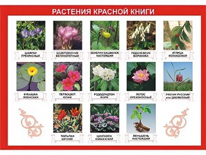 Таблица демонстрационная "Растения Красной книги" (винил 70*100) - fgospostavki.ru - Донецк