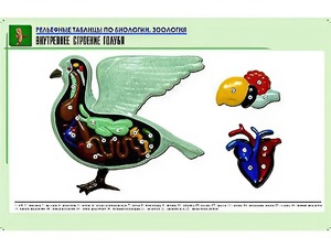 Рельефная таблица "Внутреннее строение голубя" (формат А1, матовое ламинирование) - fgospostavki.ru - Донецк
