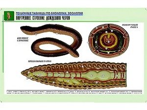 Рельефная таблица "Внутреннее строение дождевого червя" (формат А1, матовое ламинирование) - fgospostavki.ru - Донецк
