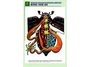 Рельефная таблица "Внутреннее строение жука" (формат А1, матовое ламинирование) - fgospostavki.ru - Донецк